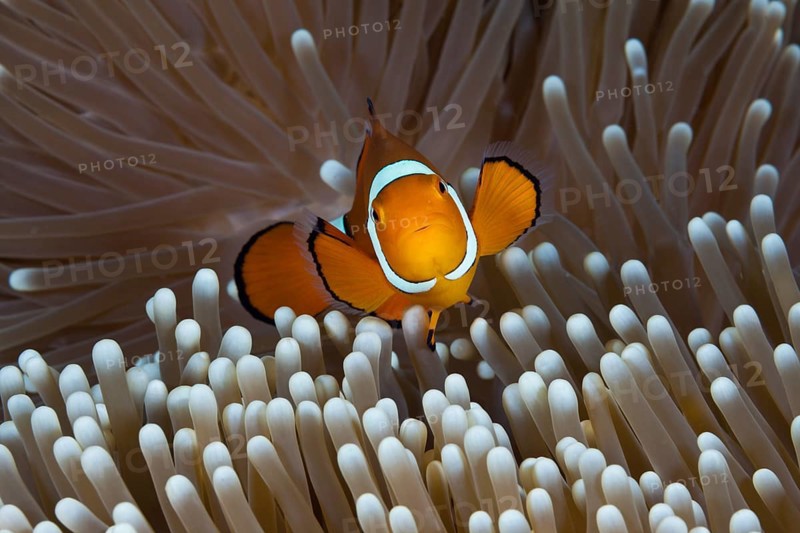 Clown anemonefish, Amphiprion percula, Great Barrier Reef, Australia, Oceania