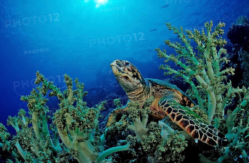 Hawksbill turtle eats soft corals, Eretmochelys imbricata, Egypt, Zabargad, Zabarghad, Red Sea, Africa