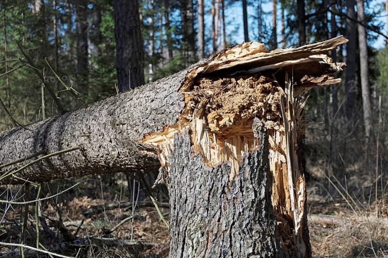 Fallen tree due to storm damage