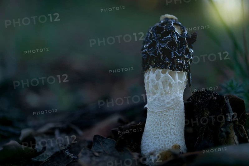 Close-up of a Phallus impudicus mushroom growing in a sunlit forest meadow