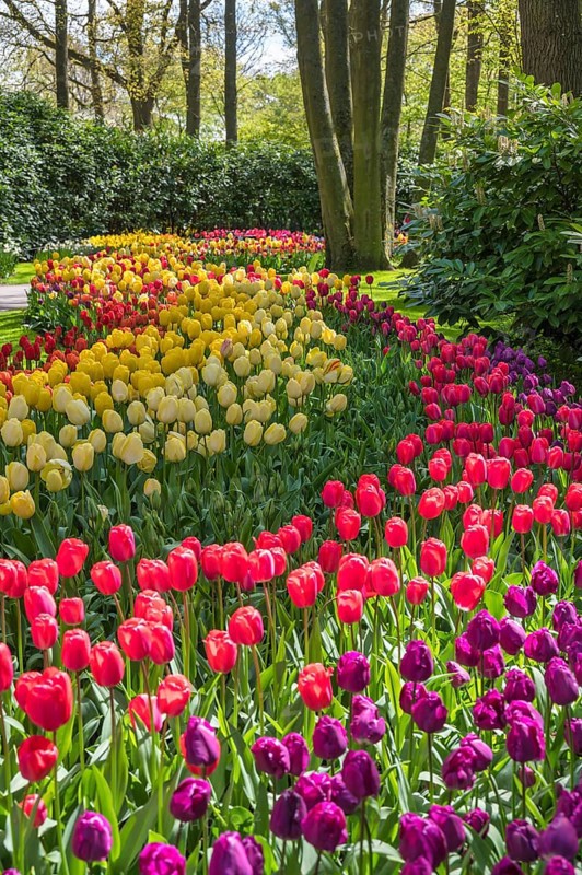 Spring tulip bulb field in garden at Lisse near Amsterdam Holland Netherlands