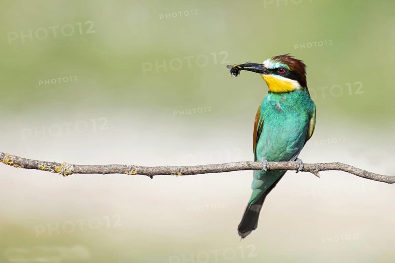 Merops apiaster, italy