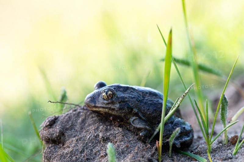 Common spadefoot (Pelobates fuscus), sitting in the sunlight at the edge of the spawning water, North Rhine-Westphalia, Germany, Europe