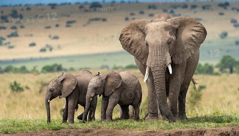 KI generated, animal, animals, mammal, mammals, biotope, habitat, three, foraging, wildlife, Africa, Kenya, african elephant (Loxodonta africana), elephant cow and two young animals, Africa