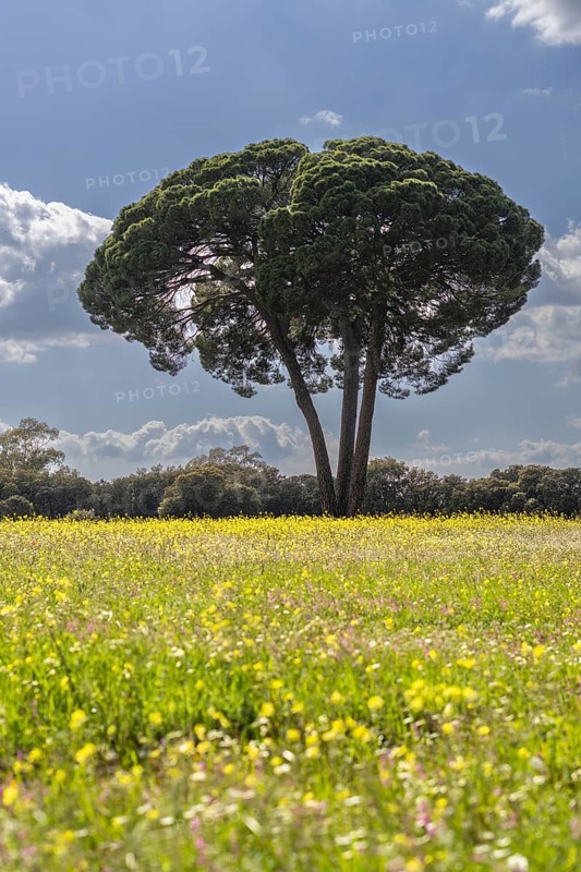 Majestic stone pine (Pinus pinea), in a meadow of flowers with mountains in the background and a cloudy sky