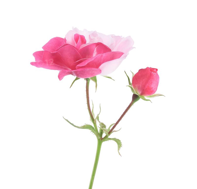 Half pink half white Damask Rose bi-color sporting flower and a bud on a green stem. Isolated on white