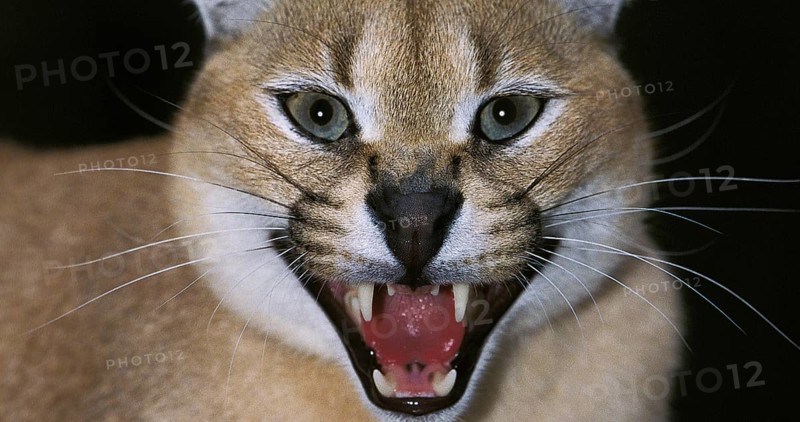 Caracal (caracal caracal), Adult snarling