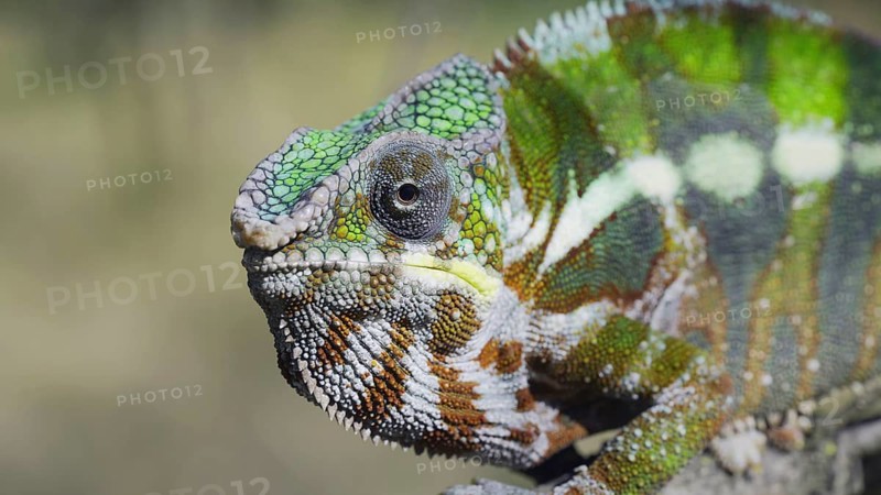Close-up portrait of curious chameleon looks at into camera on sunny day. Panther chameleon (Furcifer pardalis)