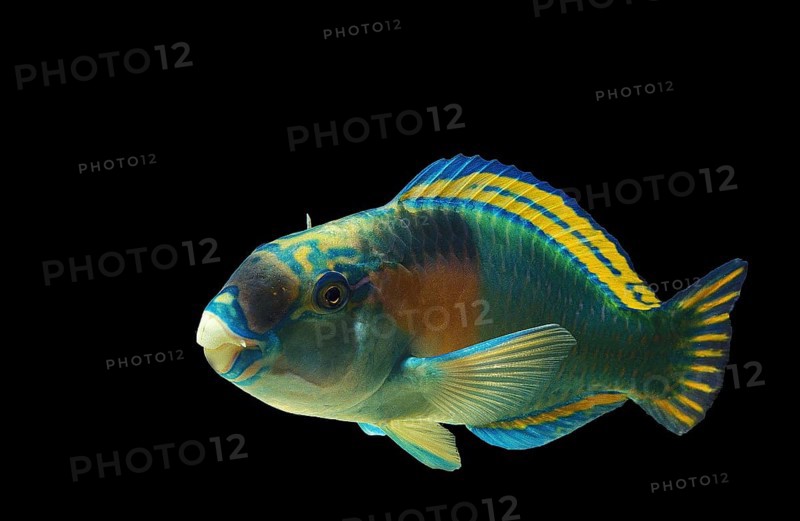 PARROT FISH (scarus) sordidus