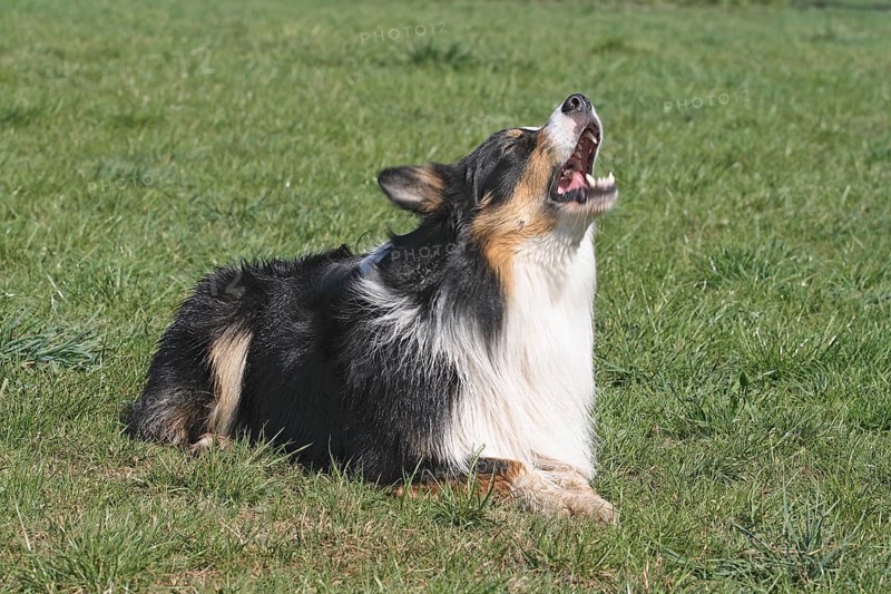 Australian Shepherd lying in the meadow and barking