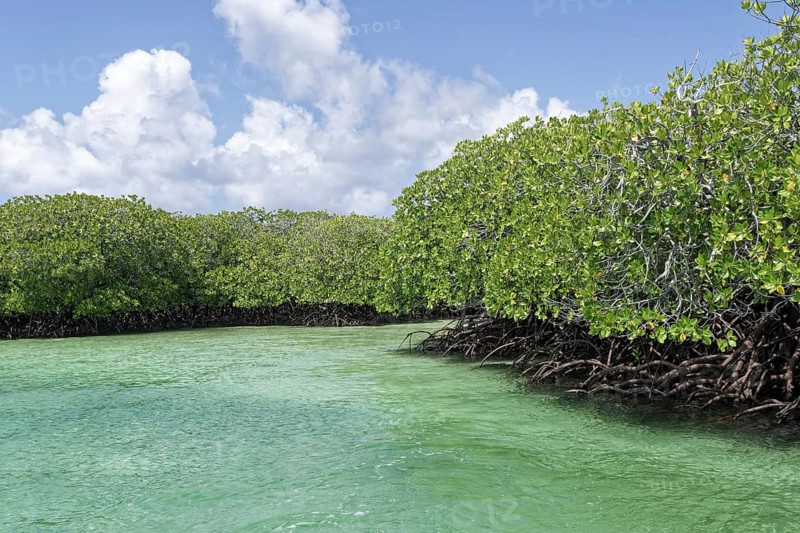 Mangroves, turquoise blue water, blue sky with white clouds, UNESCO World Heritage Site, Aldabra Atoll, Seychelles, Africa