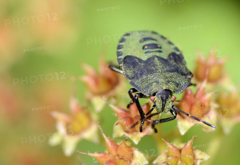 Green shield bug on a flower