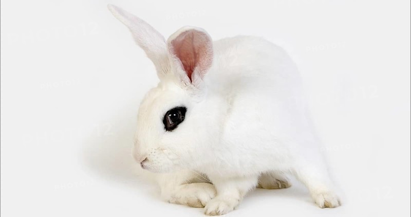 Hotot Domestic Rabit against White Background, Breed from Normandy