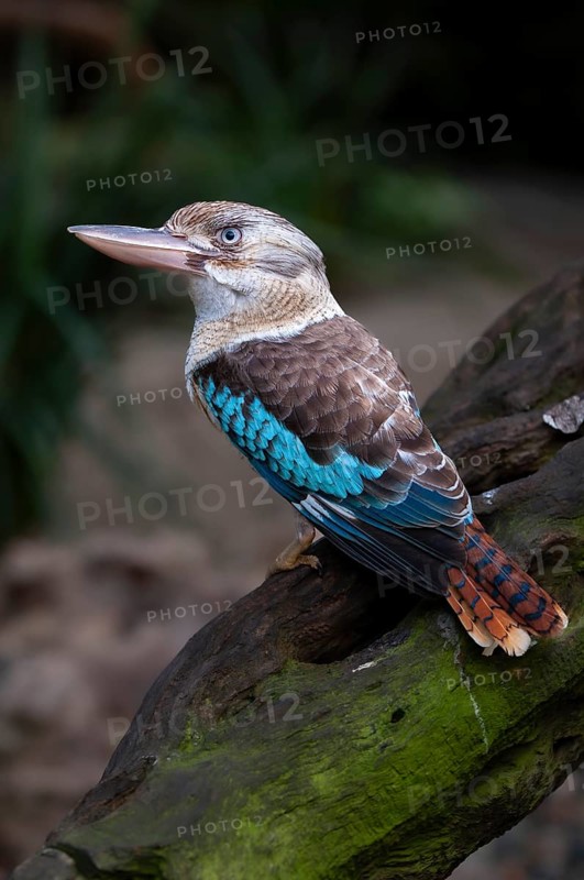 Blue-winged kookaburra (Dacelo leachii), Laughing Hans, Queensland, Australia, Oceania