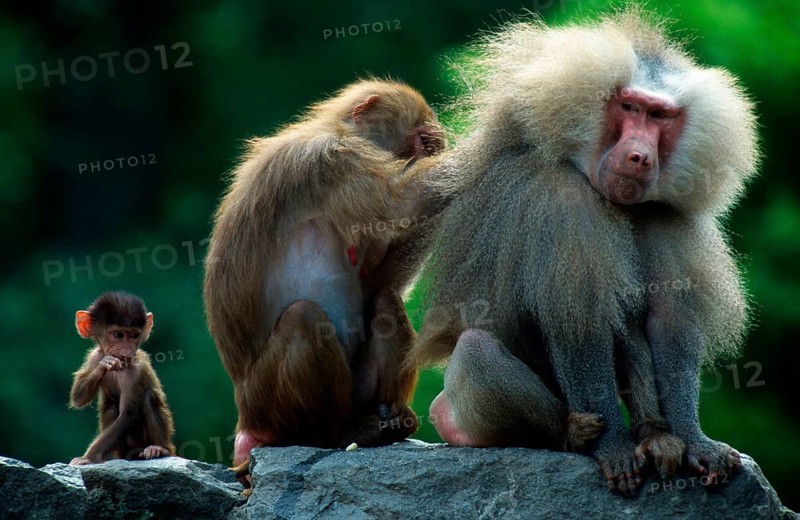 Hamadryas baboons (Papio hamadryas), pair and young, female grooms male