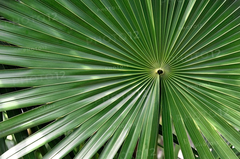 Mayan sites of Tulum, 1200-1524, Tulum, Quintana Roo, Mexico, Central America, close-up of a large green leaf with distinctive texture and patterns, Yucatán region, Central America