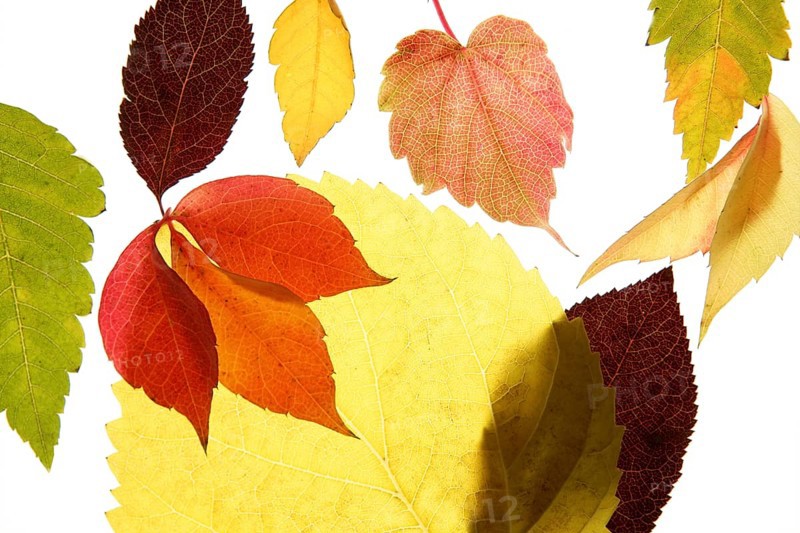 Autumn, fall leaves decorative still at studio white background, using the transparency