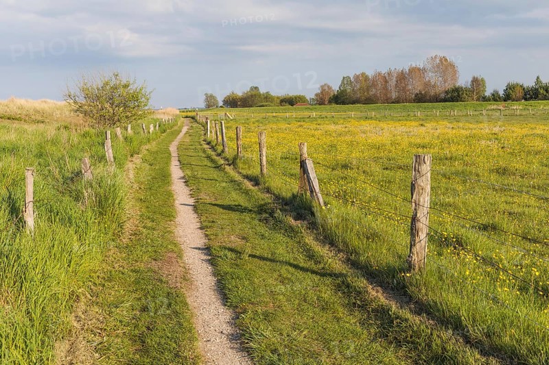 Hiking trail alongside spring meadow with flowering buttercups and dunes near Behrensdorf on the Baltic Sea in Schleswig-Holstein. Hiking trail alongside spring meadow with flowering buttercups. Near Behrensdorf at the Baltic Sea in Schleswig-Holstein, Germany, Europe
