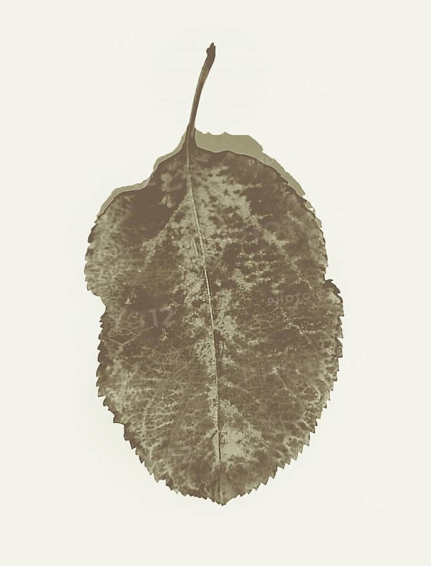 A single brown leaf with textured details, depicted in sepia tone, isolated on a simple background