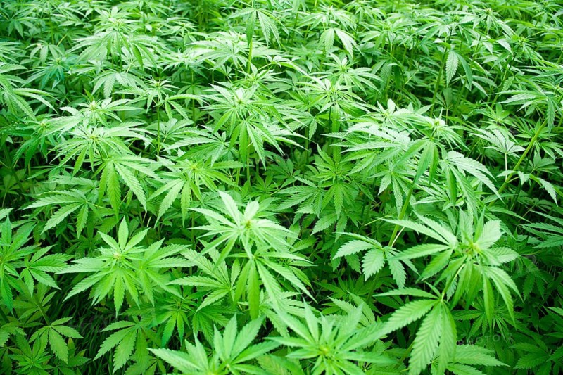 Commercial hemp plant cultivation