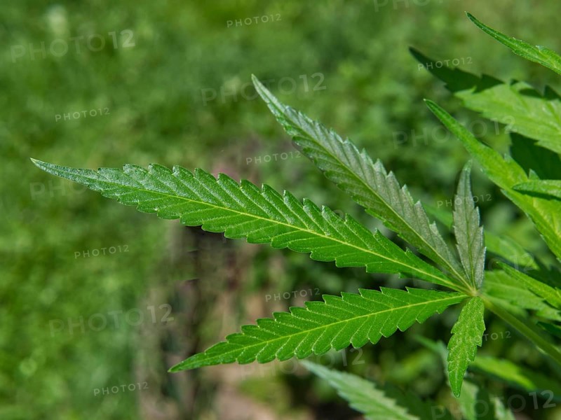 Hemp (cannabis) single leaf