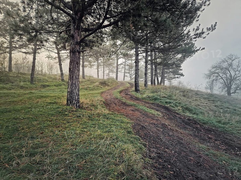 Winding dirt path uphill through a forested area with tall pine trees. Misty scene, tranquil atmosphere with ground is covered in green frosted grass
