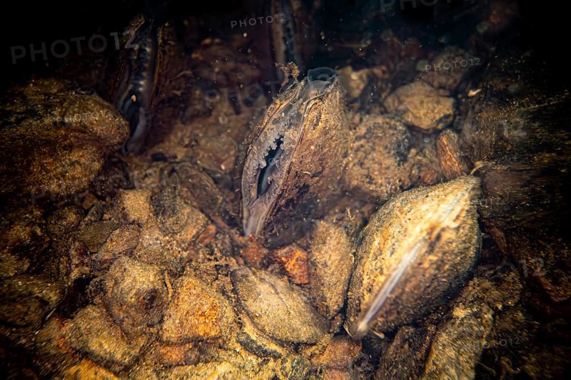 Freshwater pearl mussel (Margaritifera margaritifera), underwater photo in stream, lying in the current and filtering water with their gills, Eifel, North Rhine-Westphalia, Germany, Europe
