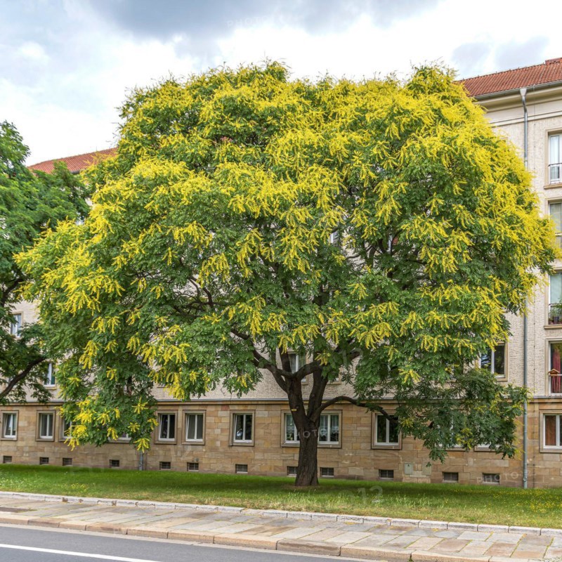 Goldenrain tree (Koelreuteria paniculata), Cambridge Botanical Garden, Germany, Europe