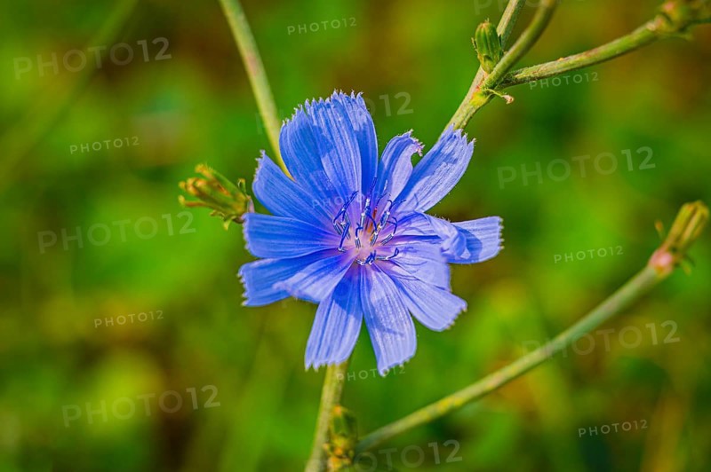 Purple flower of the cornflower (Centaurea cyanus) in sunlight against a blurred green background, Jena, Thuringia, Germany, Europe