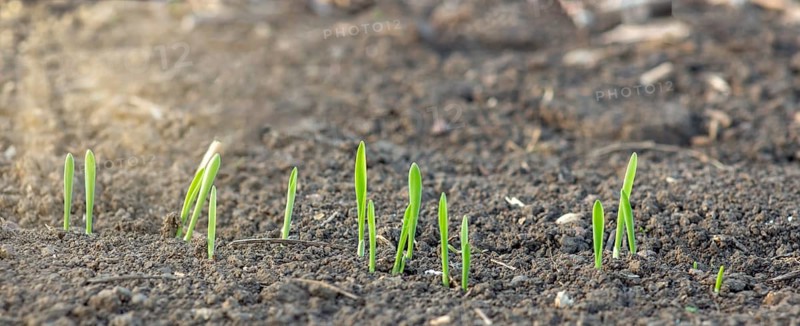Young sprouting shoots of barley growing in the soil in the field of agriculture
