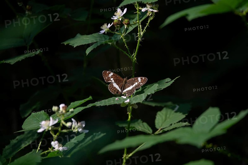 White admiral (Limenitis camilla), sitting on a leaf on a forest path, Lower Saxony, Germany, Europe