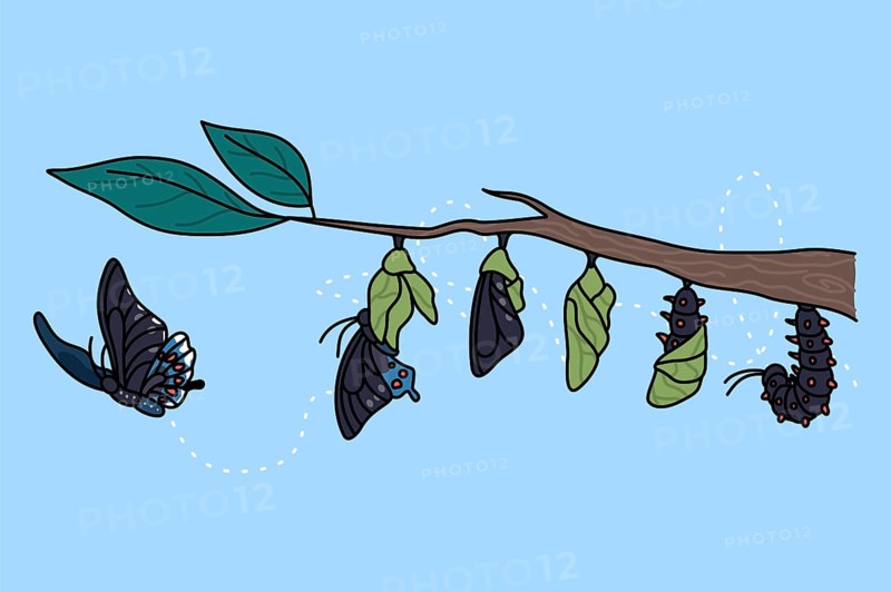 Stages of growth and transformation of butterfly on tree branch. Life cycle and metamorphosis of insect. Caterpillar, larva, pupa, imago eclosion. Nature and fauna. illustration
