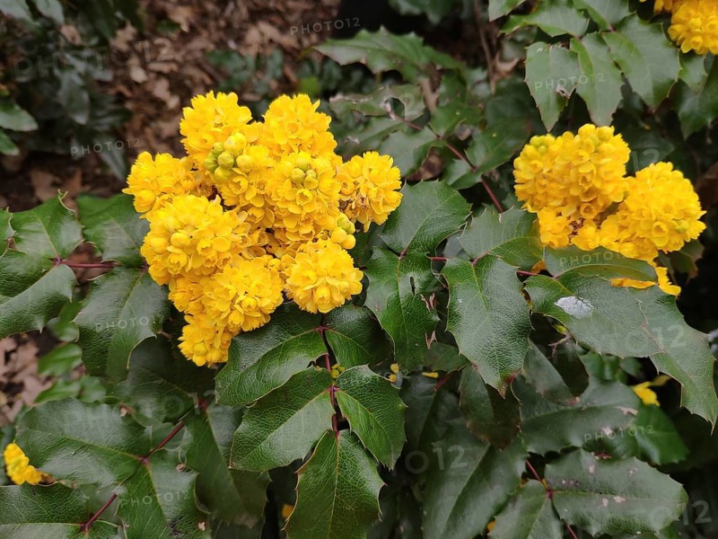 Flowering oregon-grape (Mahonia aquifolium), Germany, Europe