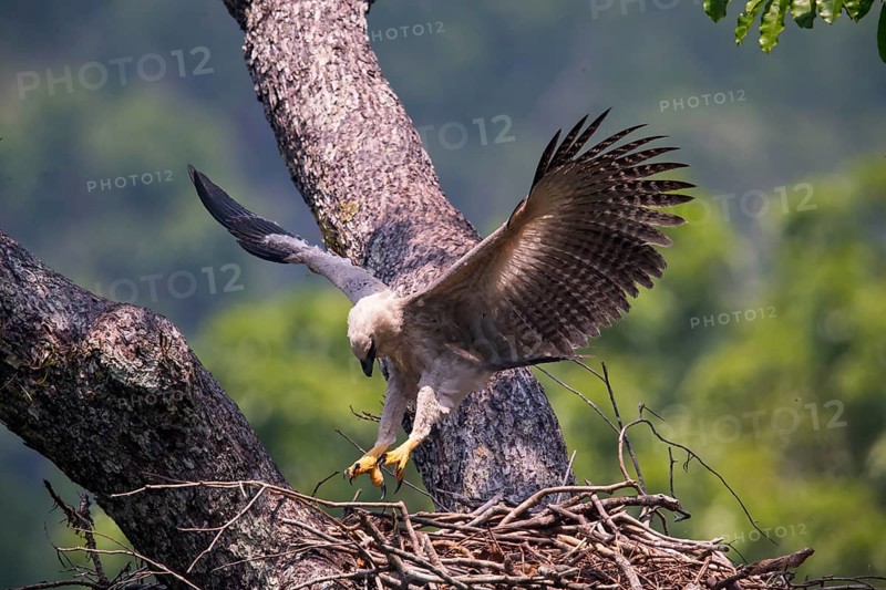American harpy eagle (Harpia harpyja) Young bird in nest, doing flight exercises, Carajas National Park, Brazil, South America