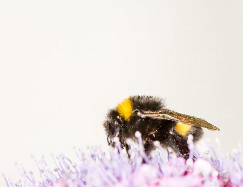 Macro of a bumblebee on a hydrangea flower