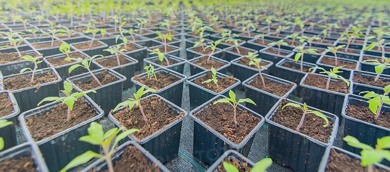 Sprouted Tomato. Potted Tomato Seedlings Green Leaves