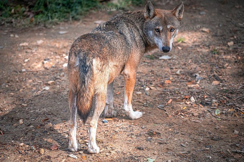 A wolf (Canis lupus) stands on a forest floor with its back to the camera and looks over its shoulder, Varna, Bulgaria, Europe