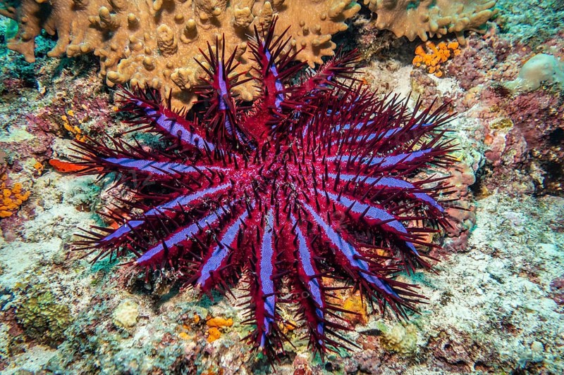 Crown of Thorns Starfish (Purple Variant)