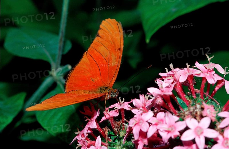 Julia butterfly, Dryas iulia, Costa Rica, South America, La Paz Waterfall Gardens, Peace Lodge, Central America