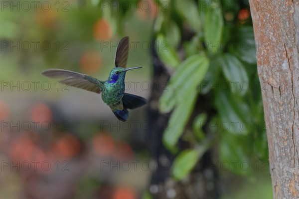 A green and blue hummingbird in flight near a tree with green leaves and a blurred background. Lesser violetear, (Colibri cyanotus), La Calera, Cundinamarca, Colombia, South America