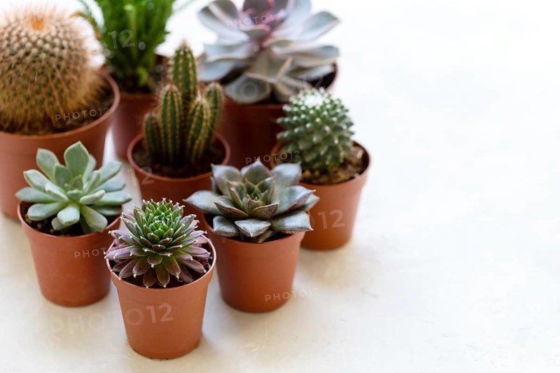 Small cactus and succulent plants in different pots, modern trendy house plants on white shelf