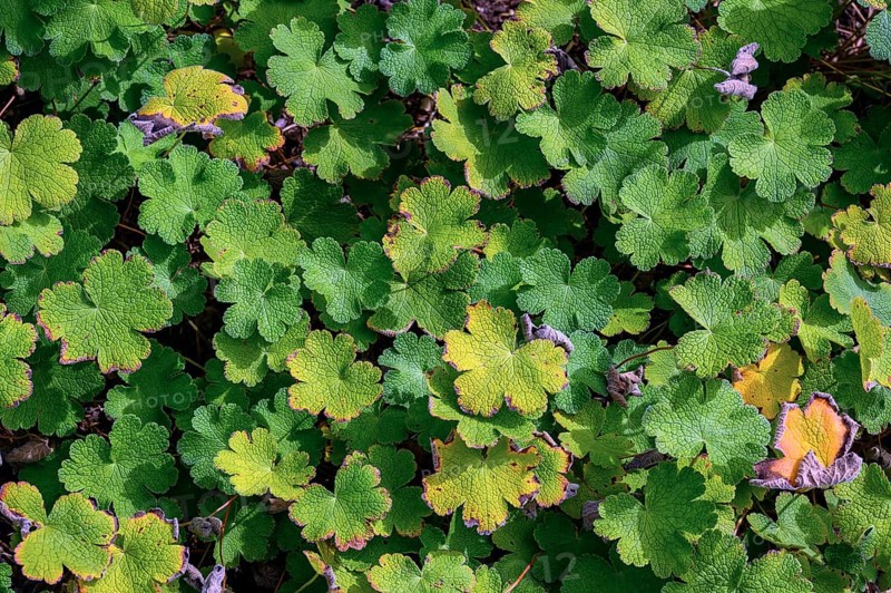 Leaves of Geranium renardii, Allgäu, Bavaria, Germany, Europe