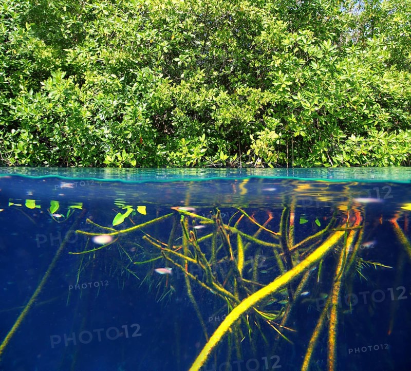 Mangrove up down waterline real ecosystem organic algae in suspension
