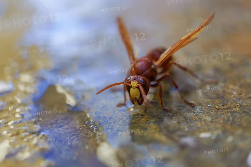 Frontal view of an invasive asiatic wasp, Vespa orientalis, drinking water in a puddle