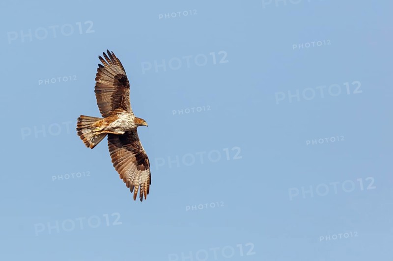 Bonelli's eagle (Hieraaetus fasciatus), Aigle de Bonelli, Águila-azor Perdicera, Tawi Atayr, Salalah, Dhofar, Oman, Asia