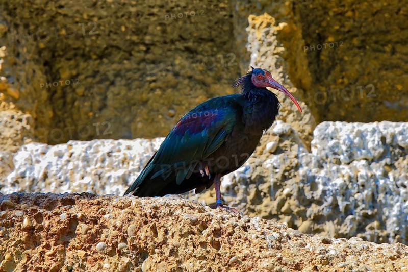 A Northern Bald Ibis with colourful feathers stands on a rocky ground in a natural environment, Northern Bald Ibis (Geronticus eremita), endangered species, origin Europe, North Africa, Basel Zoo, Canton Baselstadt, Switzerland, Europe