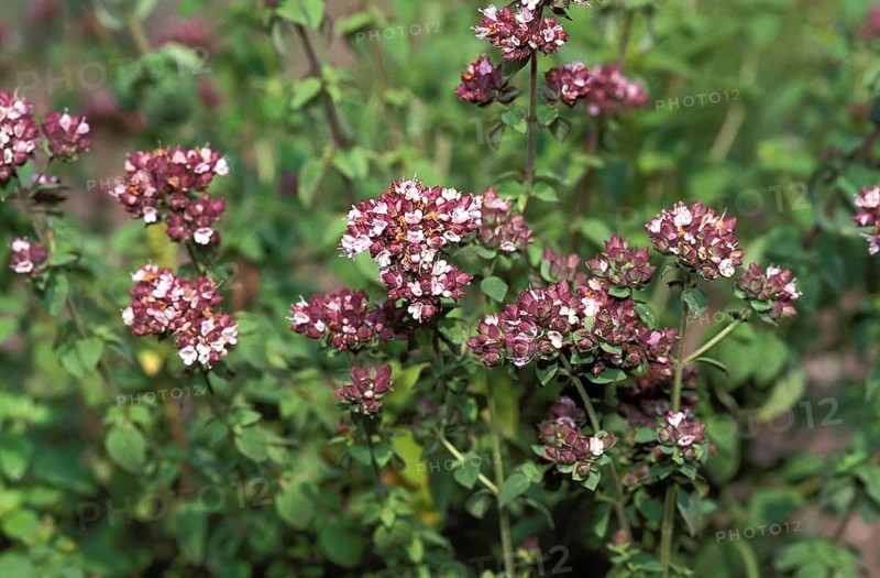 Marjoram (origanum majorana) Bloom