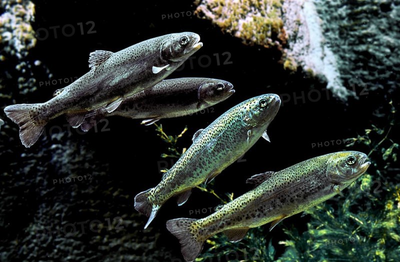 Rainbow Trout, salmo gairdneri
