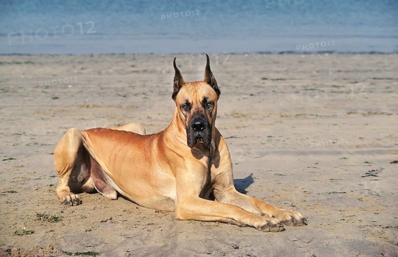 GREAT DARE OR GERMAN MASTIFF LAYING DOWN ON BEACH (OLD STANDARD BREED WITH CUT EARS)