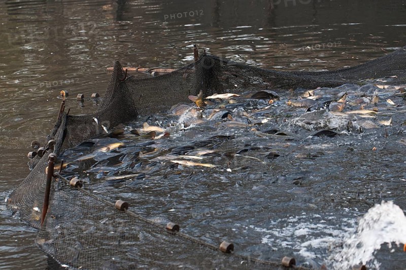 Common carp (Cyprinus carpio) in fishing net, during fishing of carp pond, Stradower Teiche, Vetschau, Spreewald, Brandenburg, Germany, Europe